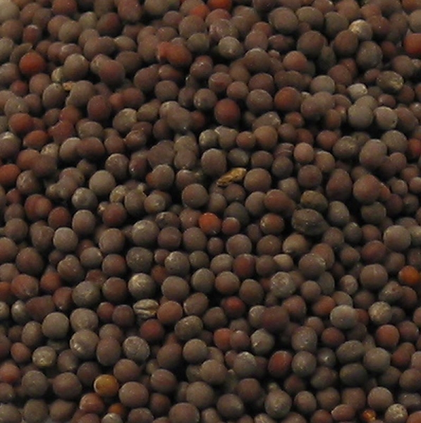 Senfsaat, dunkel, 100g