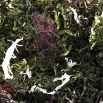 Kaiso Dried Seaweed Mix, Seetang getrocknet, 6 Algensorten für Kaiso Salat, 100g